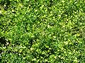 Shrubby Jasmine, Wild Jasmine / Jasminum fruticans